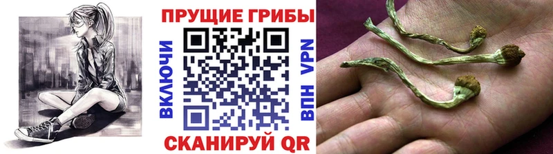 Купить где  Бугульма  Псилоцибиновые грибы GOLDEN TEACHER 